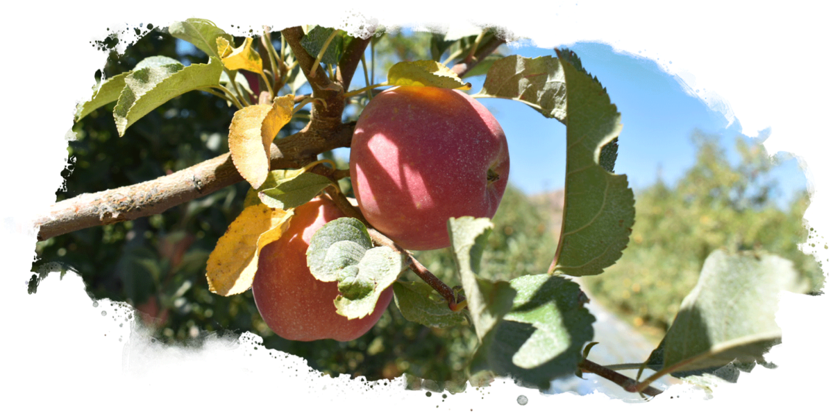 Apple Variety Guide Veritable Vegetable