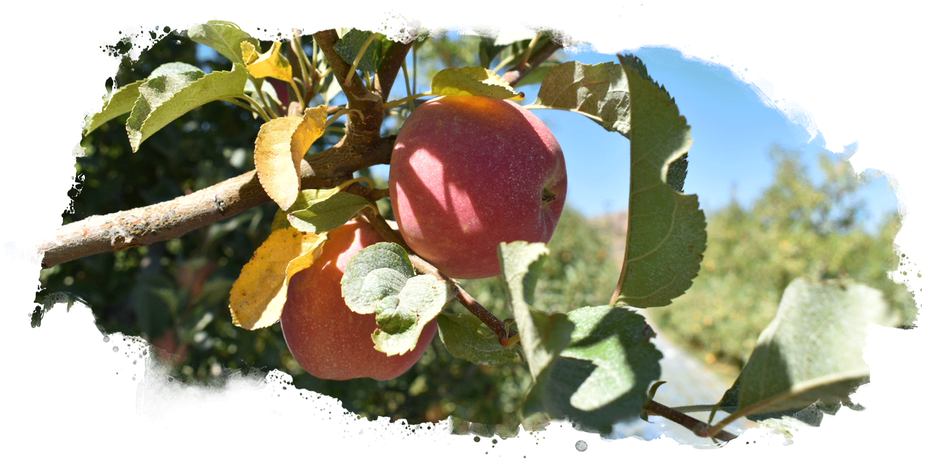 Apple Variety Guide Veritable Vegetable