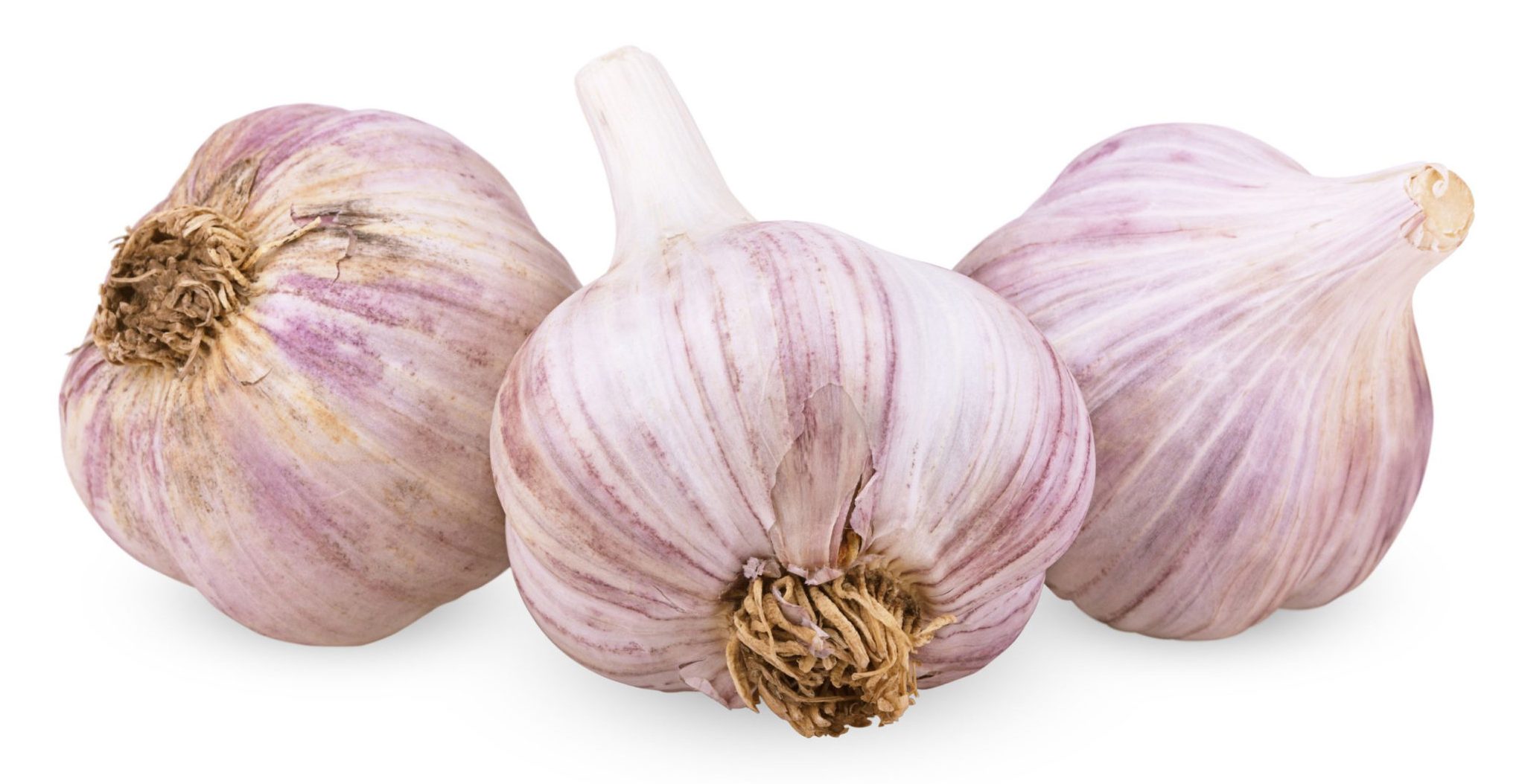 Purple Garlic