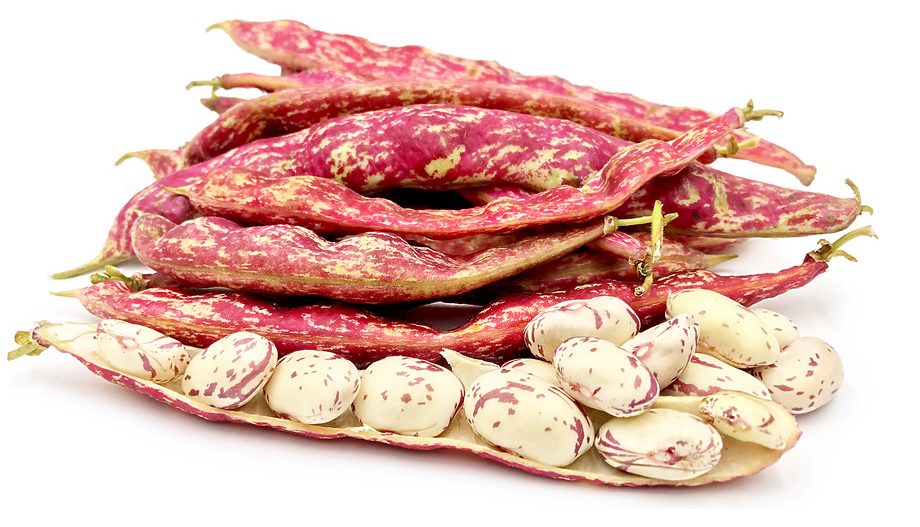 Cranberry Bean