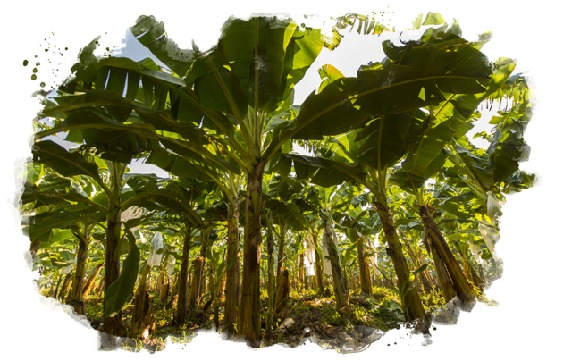 Certifications Veritable Vegetable