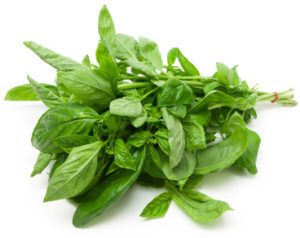 Bunch Basil