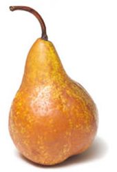 Bosc Pear