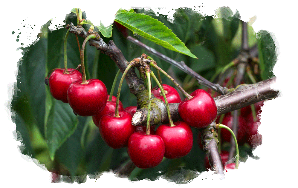 Cherry Season Commences Veritable Vegetable