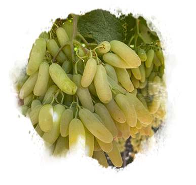 quip grapes