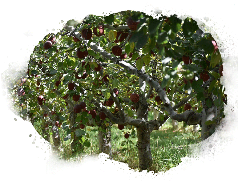 Cuyama Orchards_Arkansas Black