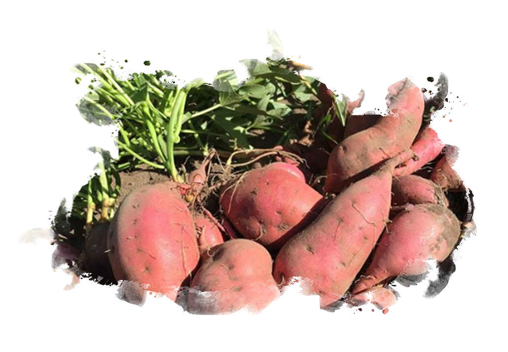 'Tis the Season for Sweet Potatoes Veritable Vegetable