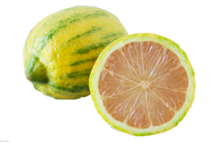 Variegated pink lemon