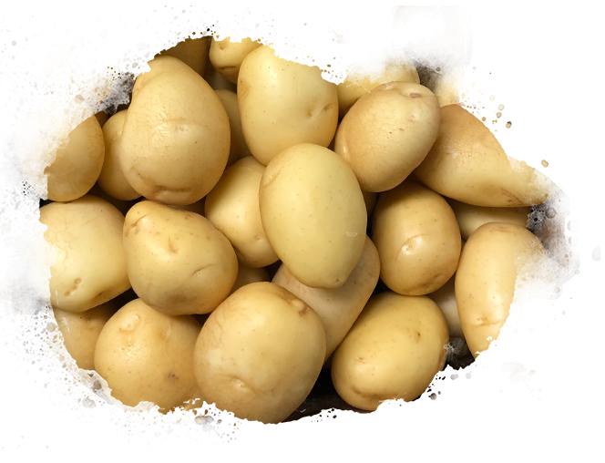 new crop potatoes