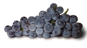 concord grapes