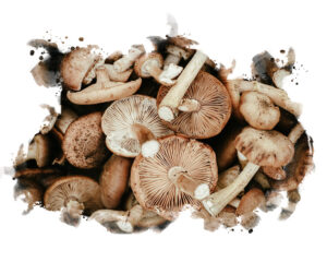 Assorted shiitake mushrooms