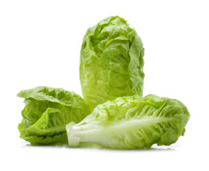 Fresh green romaine hearts lettuce