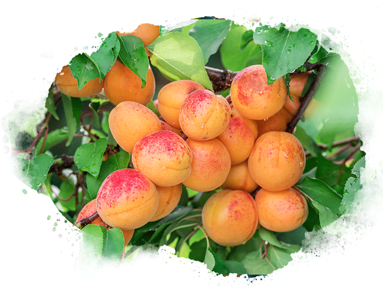 apricot on tree