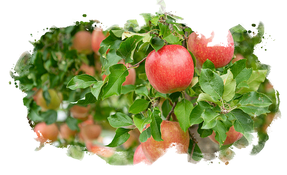 apples in tree