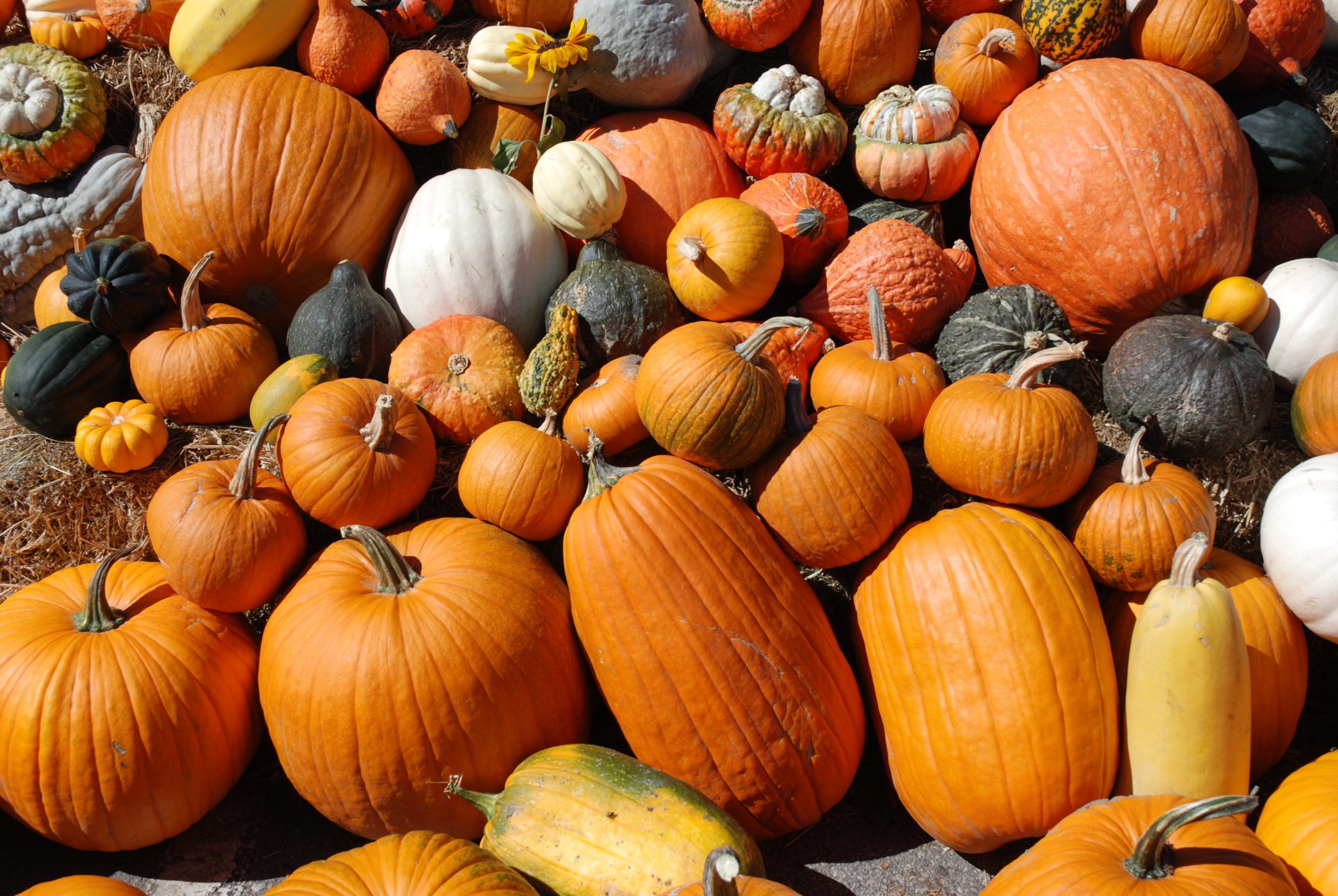 Gourd Vibes Only Veritable Vegetable