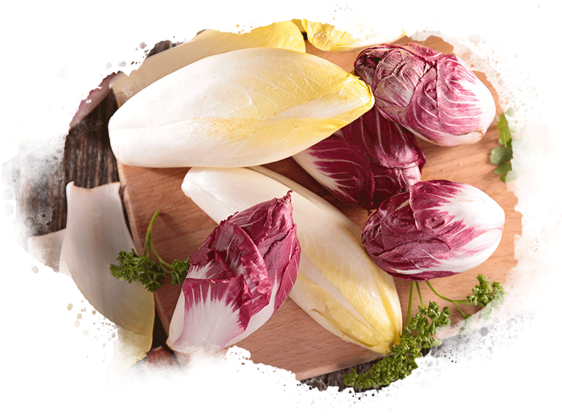 endive and radicchio