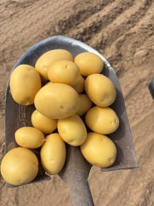 new crop yellow potatoes