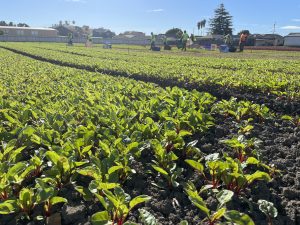 field of leafy greens