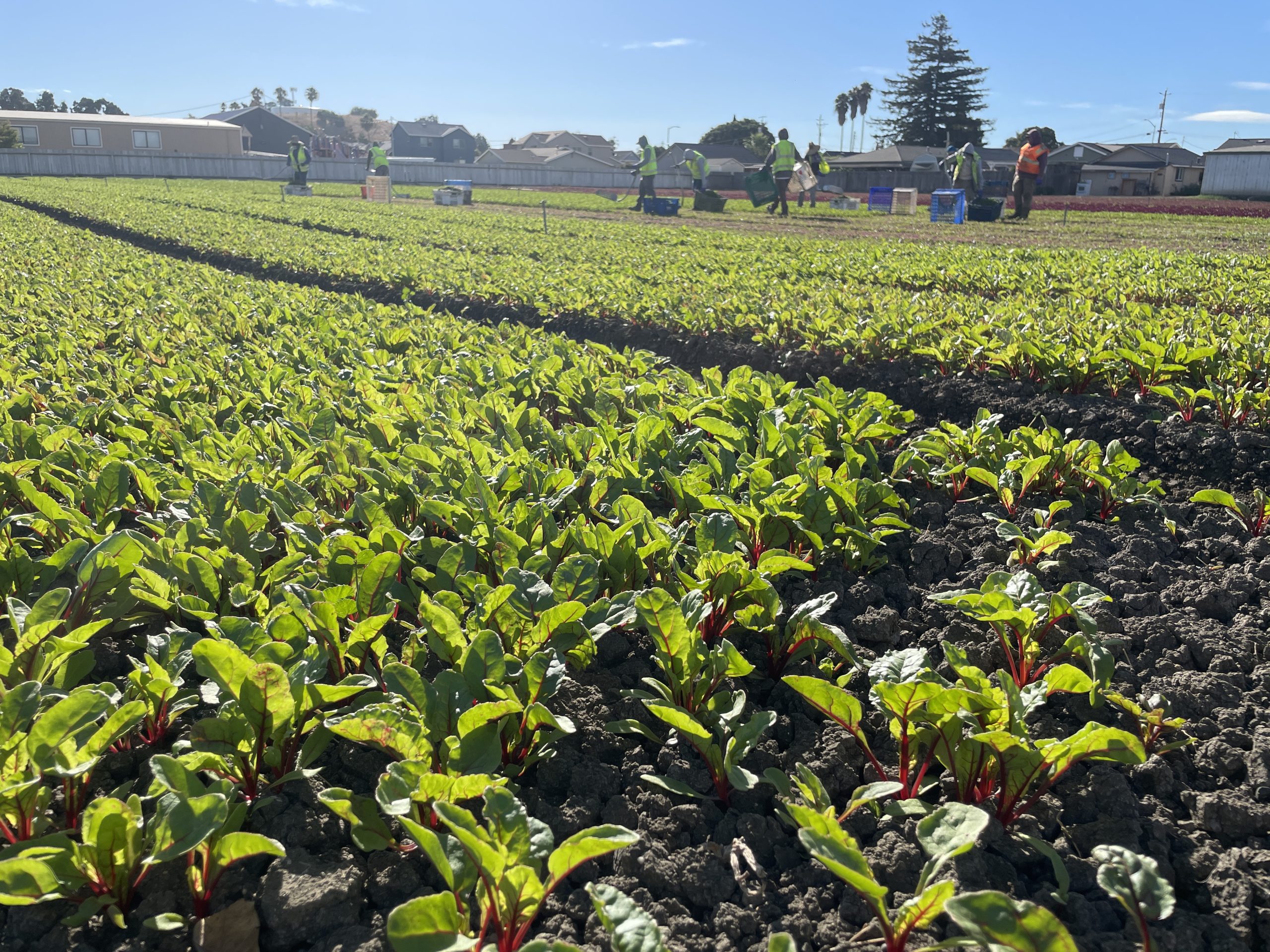 field of leafy greens