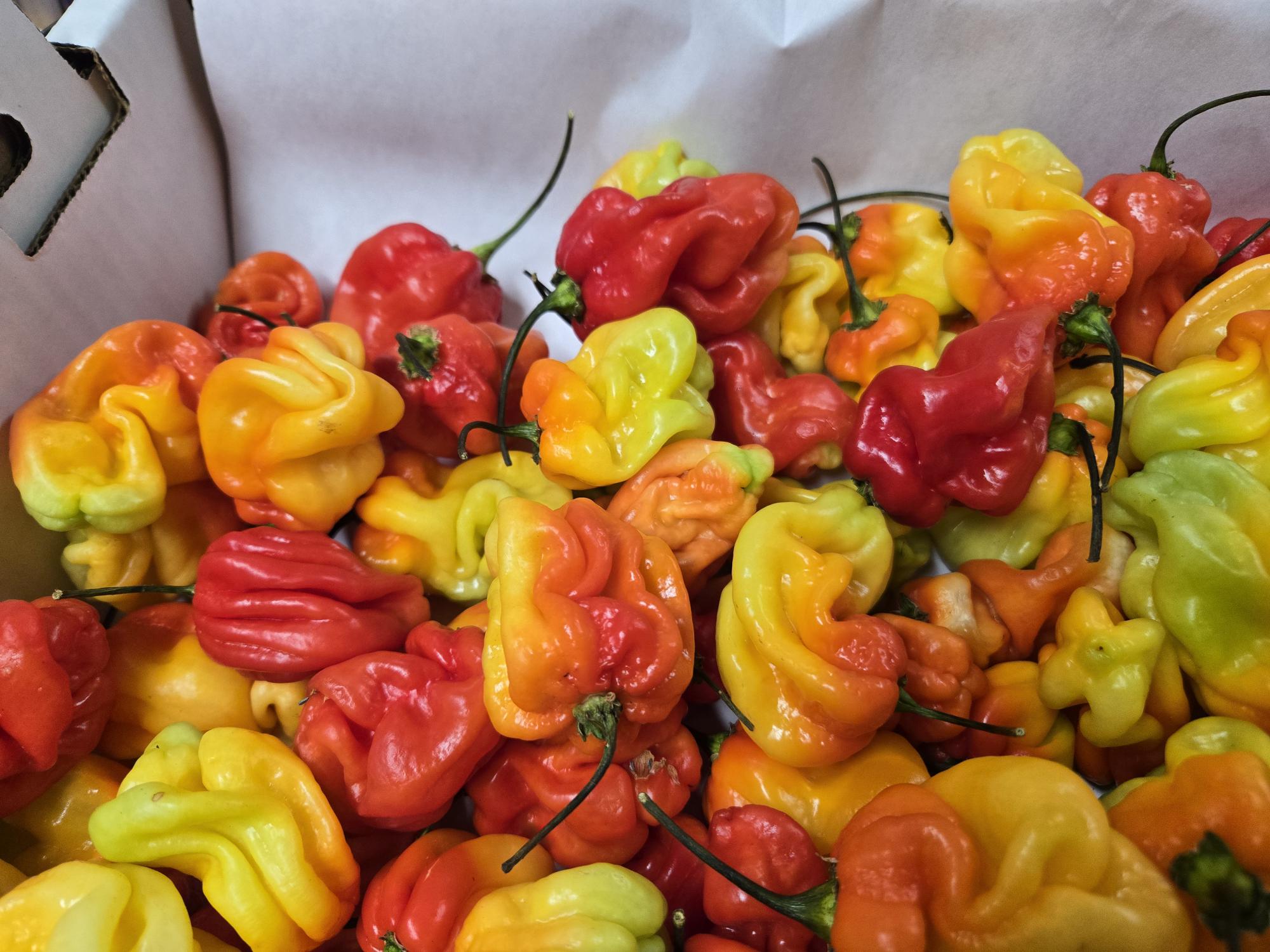 Panamanian pepper