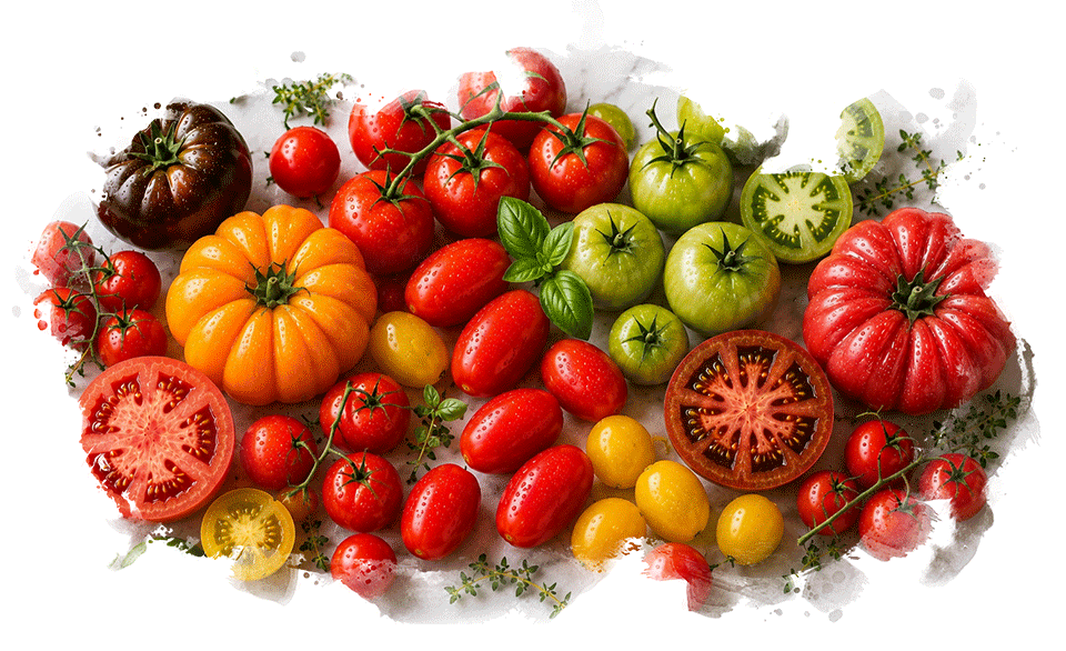 assorted tomatoes