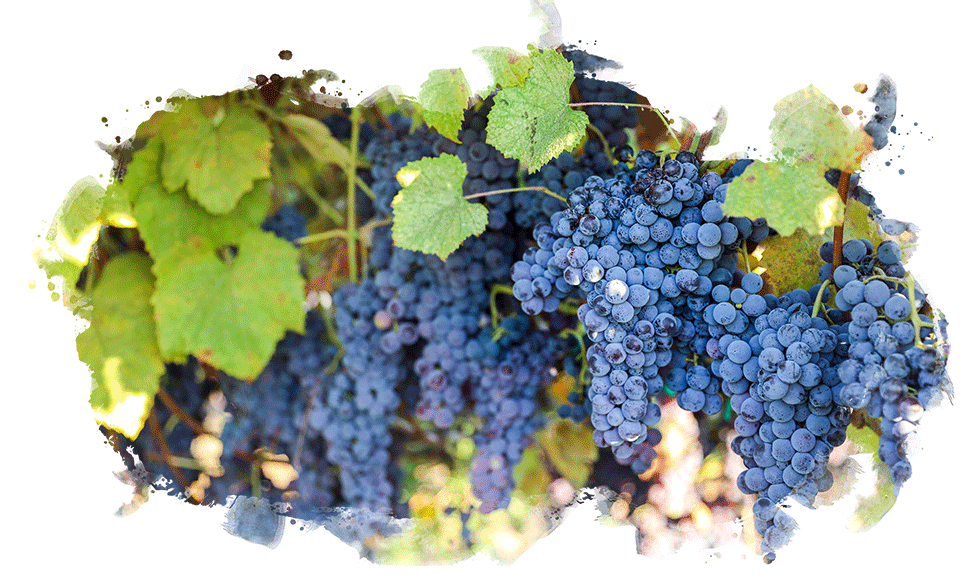 thomcord grapes