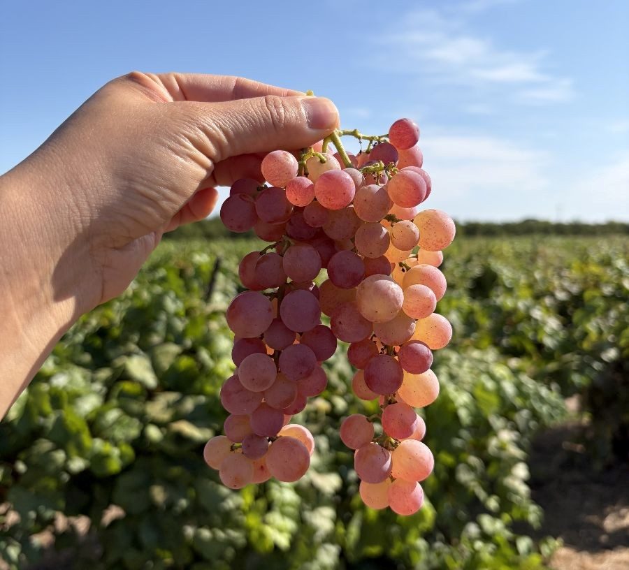 bronx grapes